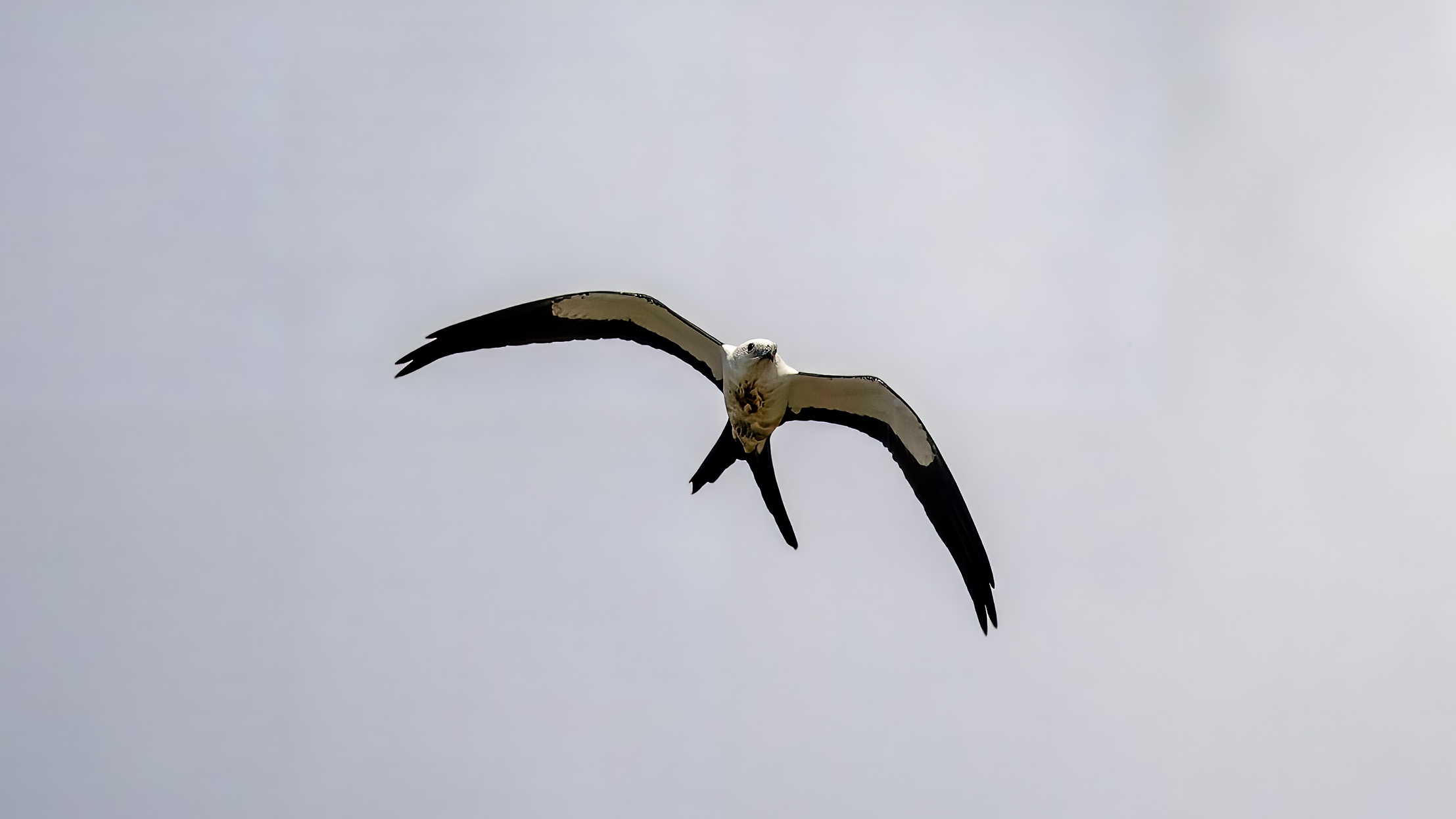 Schwalbenweih, Elanio tijereta, Elanoides forficatus, Swallow-tailed Kite